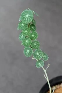 Cool plant