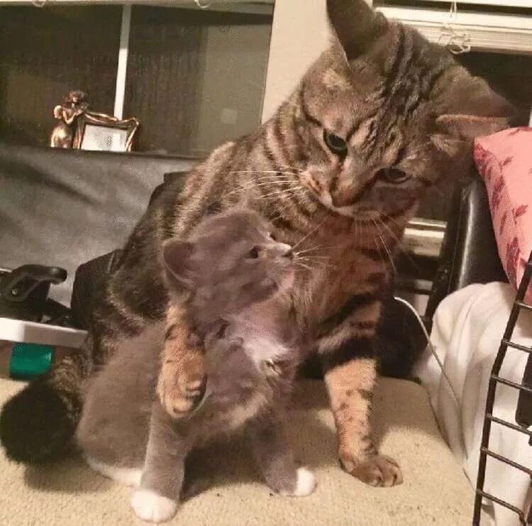 Взрослый кот. Кошка учит котят. Котик поддержки. Котик поддерживает. Мама помоги котенку