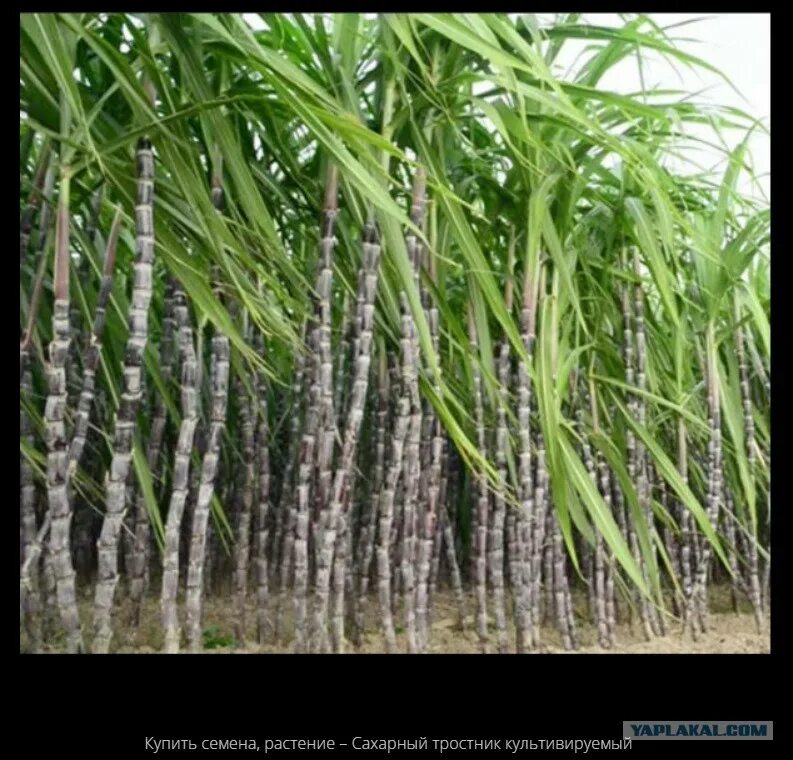 Сколько растет тростник. Сахарный тростник культивируемый. Saccharum officinarum. Семена сахарного тростника. Сахарный тростник в Армения.