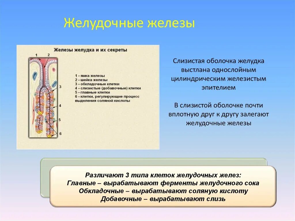 Оболочки почти. Слизистая оболочка желудка выстлана однослойным. Клетки желудка, которые вырабатывают соляную кислоту. Соляную кислоту вырабатывают железы желудка.