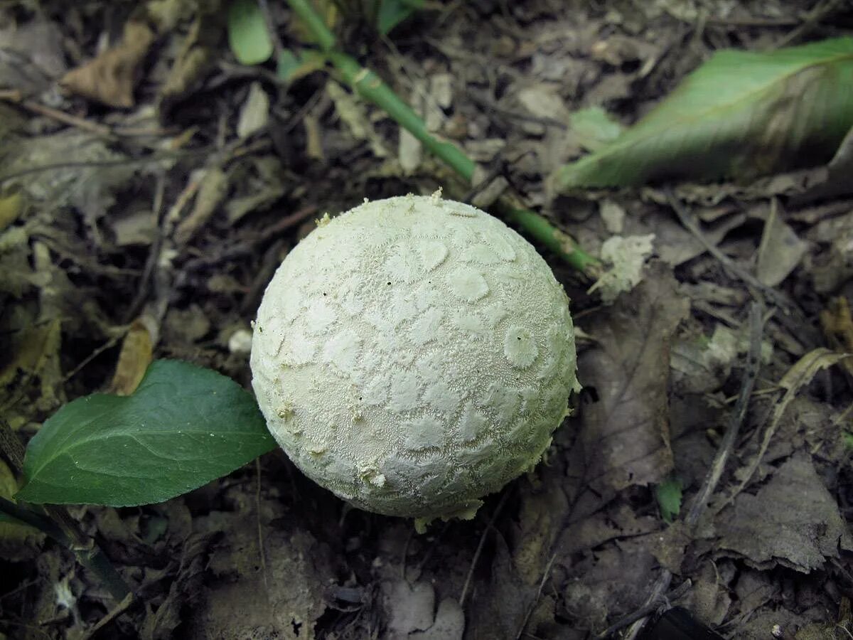 Как получить гриб дождевик. Дождевик шиповатый lycoperdon perlatum. гриб дождевик шиповатый съедобный. дождевик клочковатый гриб. дождевик гриб крымский.