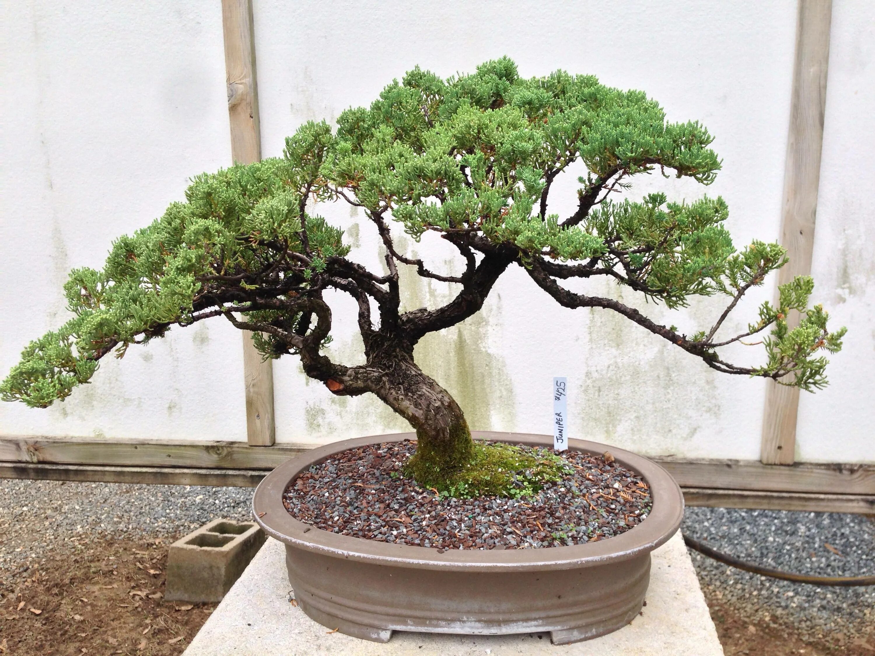 Лигуструм бирючина. Фикус гинсенг бонсай. Фикус микрокарпа гинсенг. Фикус микрокарпа бонсай. Фикус microcarpa бонсай.