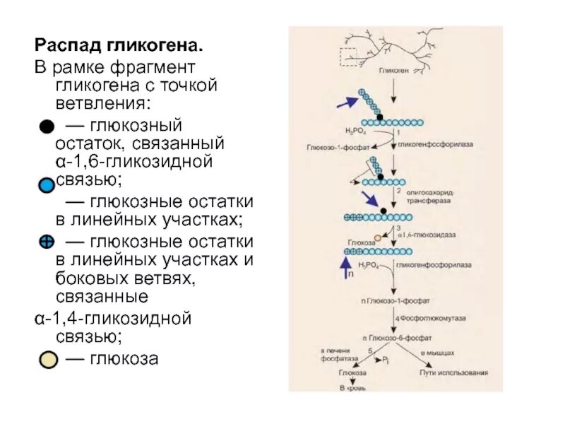 Реакция распада в организме. Схема расщепления гликогена. Распад гликогена биохимия схема. Схема реакций расщепления гликогена. Схема распада гликогена с ферментами.