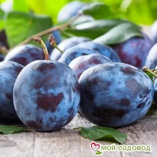 Сорта чернослива