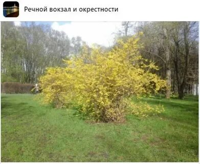 Дорогой где упала форзиция