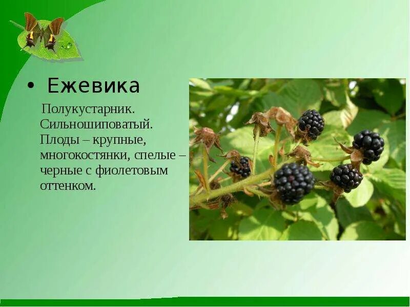 Что содержит ежевика. Ежевика презентация. рассказ про ежевику. сообщение о ежевике.