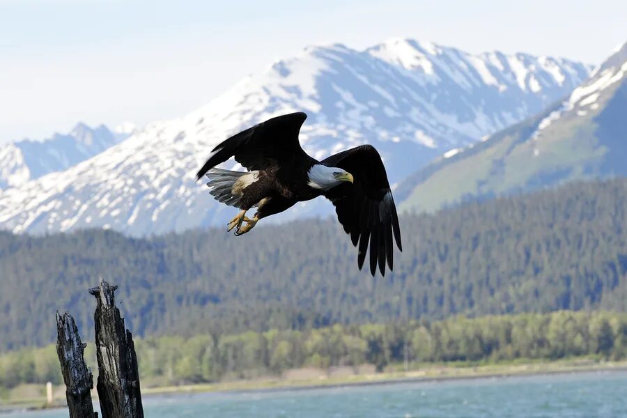 Орел в облаках 6 букв. Белоголовый Орлан из Аляски. Свободный Орел. Орлы на Аляске Размеры. Фестиваль белоголового орлана на Аляске фото.
