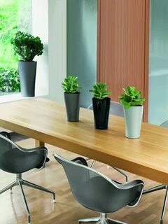 Office plants