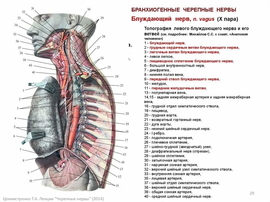 Блуждающий нерв и диафрагмальный нерв. Топография блуждающих нервов схема. Шейный отдел блуждающего нерва топография. Грудной отдел симпатического ствола схема.