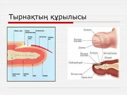 Сексуалдық ескі сәбилер