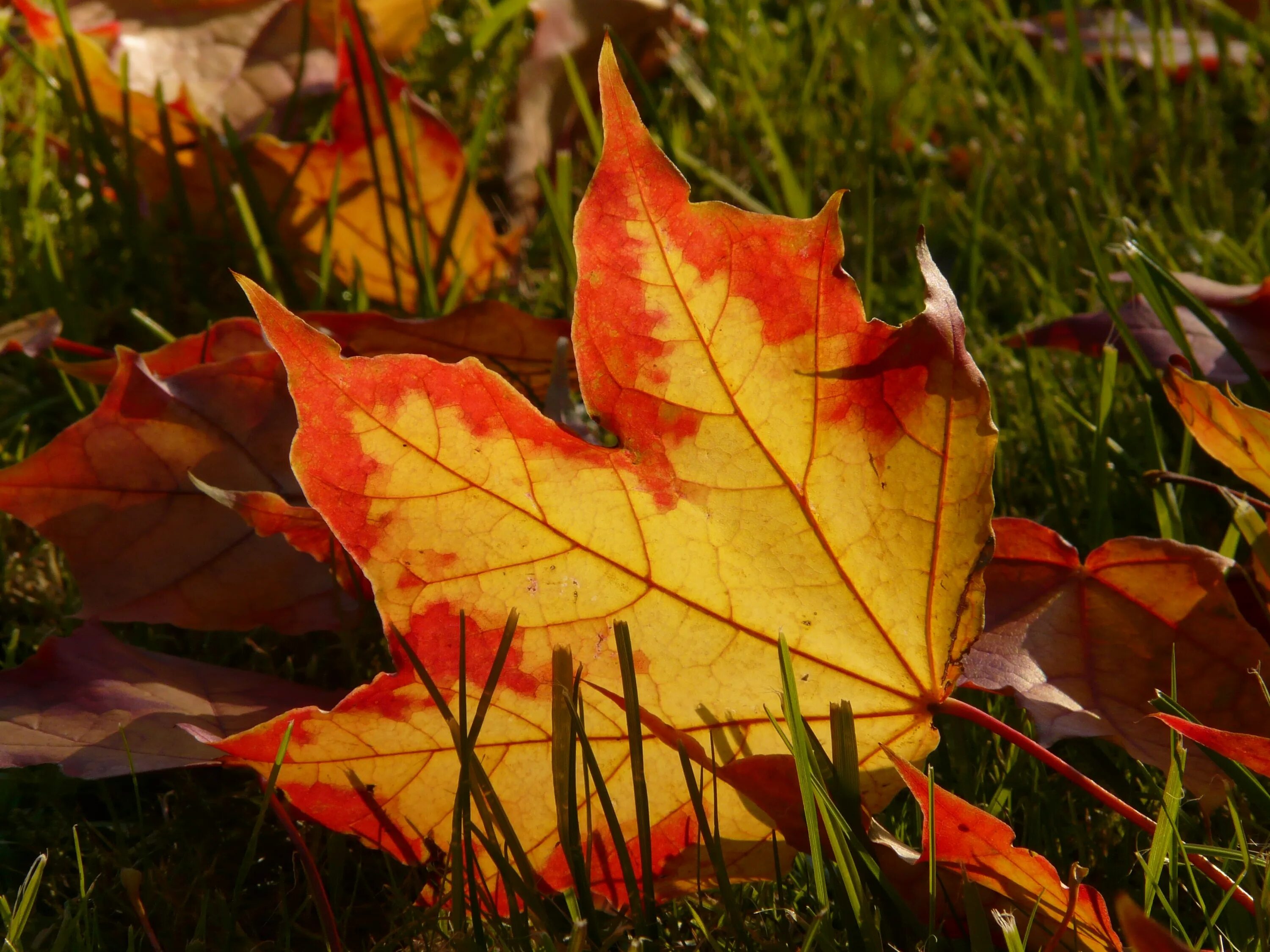 Лист осени фото. Осенние листья. Осенний листок. Осенние листочки. Осень кленовые листья.