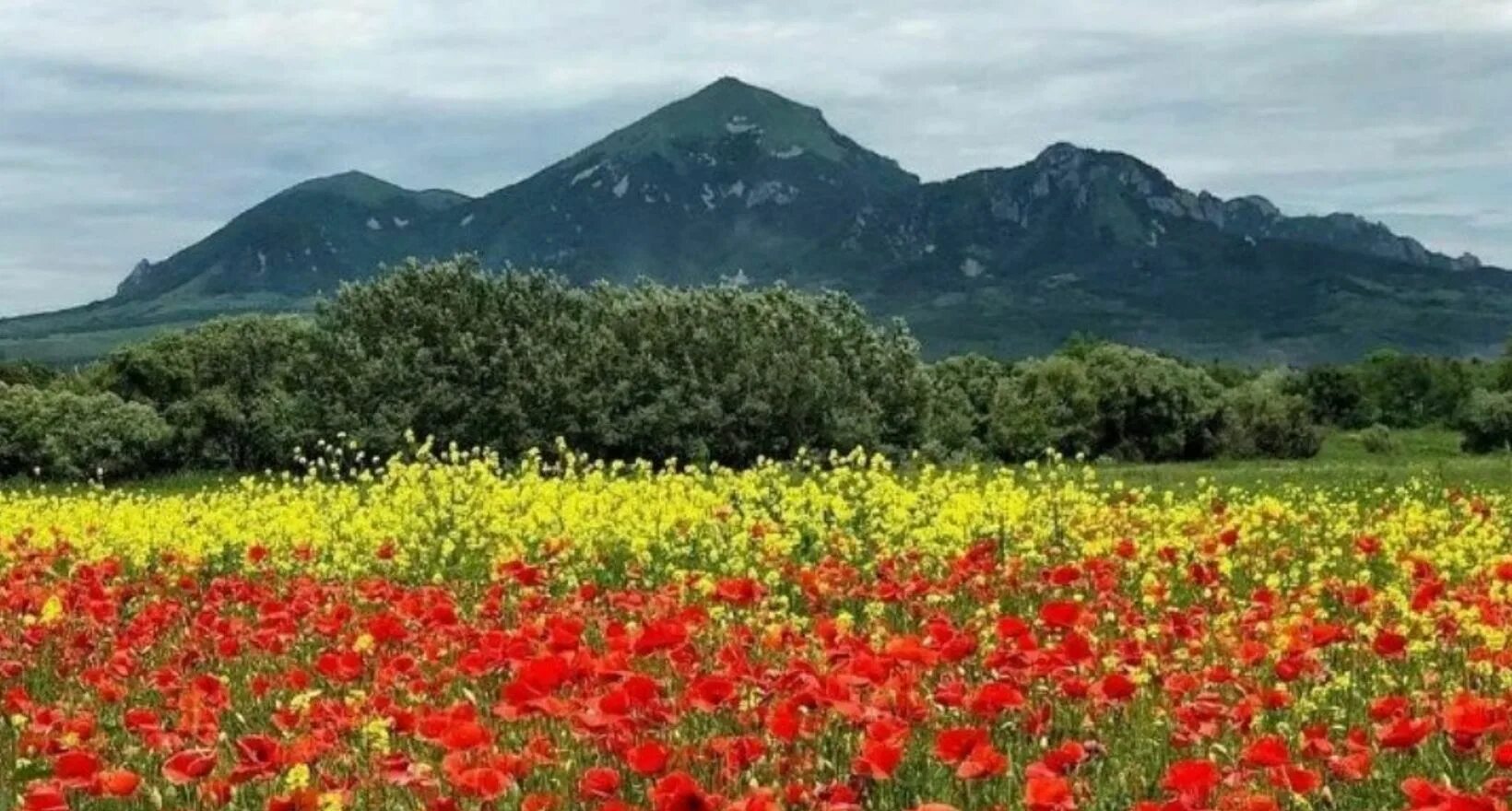 Маковое поле Бештау. Маковое поле Пятигорск. Цветущие Луга Бештау. Цветы горы Бештау. Купить в ставрополе крае