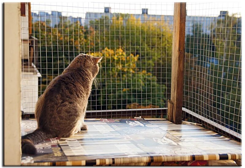 Клетка антикошка. Антикошка на окна. Кошка антикошка. Балкончик антикошка.