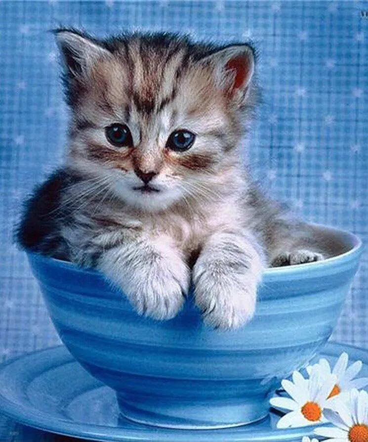 Доброе утро картинки красивые котята. Котята милашки. Красивые котики. Милые котятки. Милые кошечки.