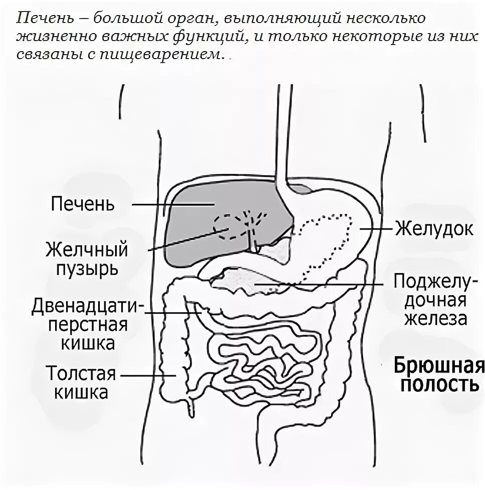 Кишечник желчный пузырь печень