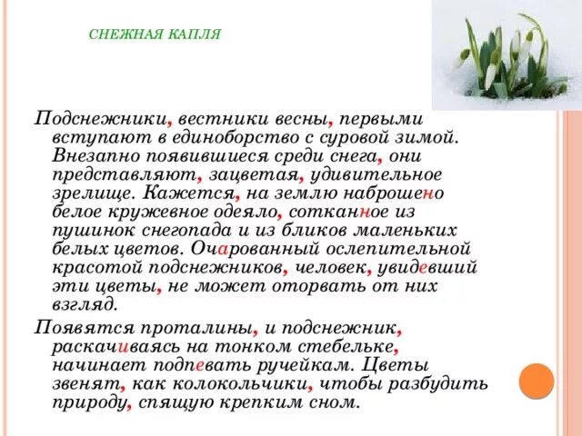 Подснежник ошибка березонька шоссе. Предложение про подснежник. подснежники вестники весны. подснежник вестник весны текст. подснежники похожи на радостную улыбку весны знаки препинания.
