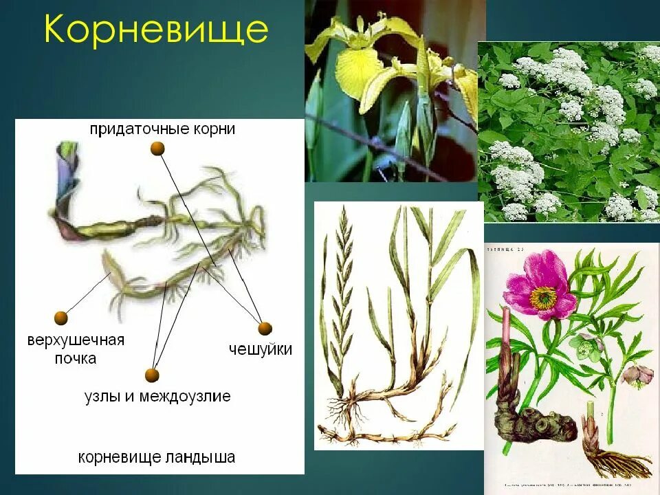 Вегетативным органам высших растений не является. Вегетативные органы растений презентация. корневище. вегетативные органы растений 6 класс биология. растения с корневищем.