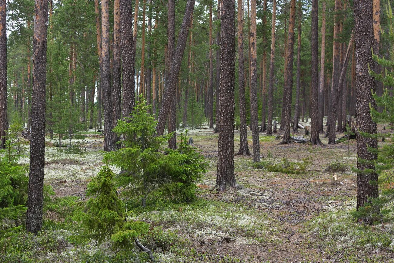 Можно леса карелии. Светлохвойная Тайга. Сосняк Мохово-лишайниковый Карелия. Сосновый лес Карелия. Сосновый лес карельского перешейка.