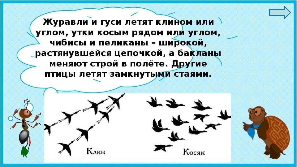 Птицы улетающие первыми. Куда улетают птицы на зиму. Куда улетают птицы зимой. Куда улетают птицы на Юг. Куда улетают зимовать птицы.