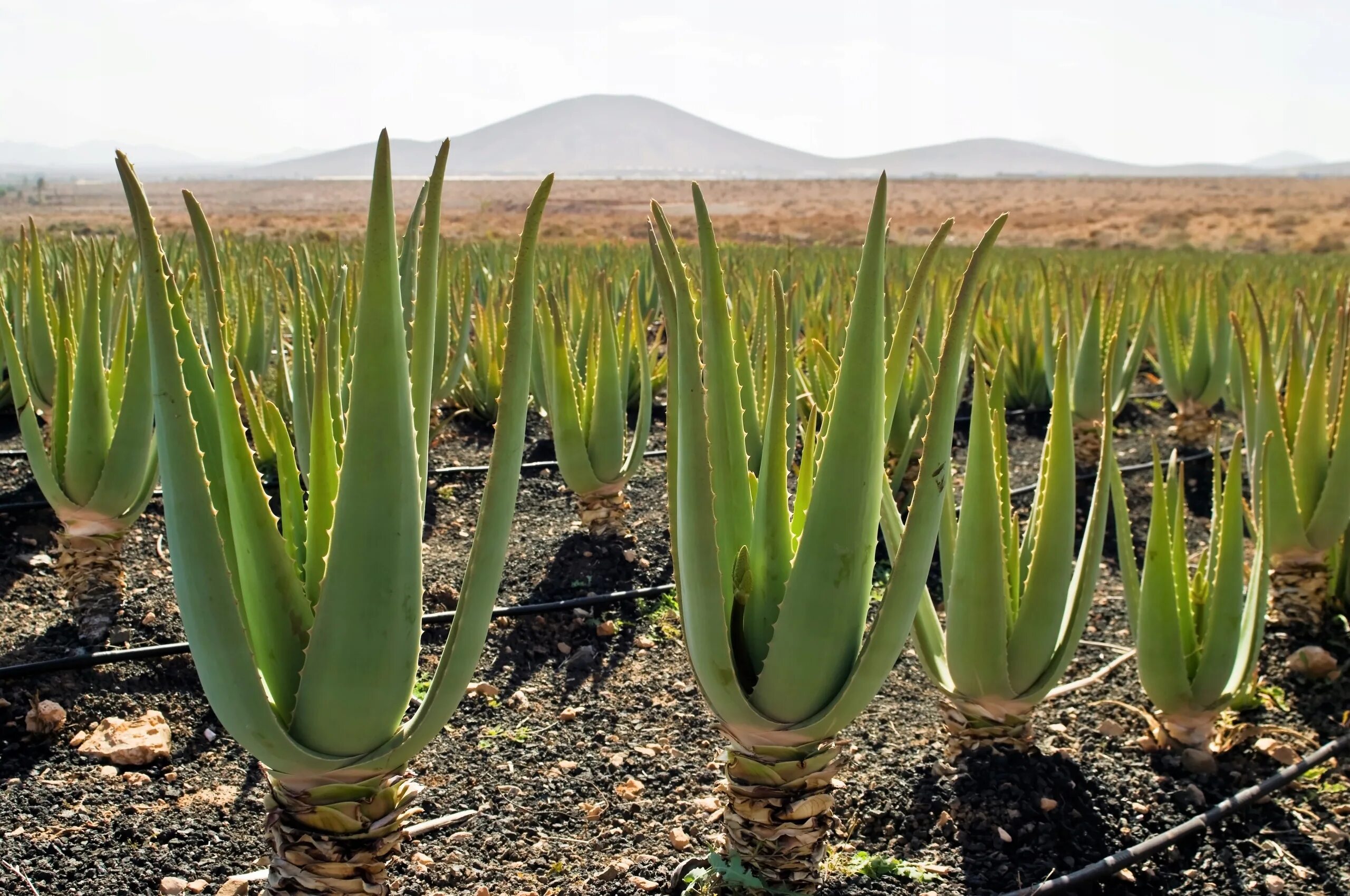 Aloe via. Алоэ барбаденсис Миллер.