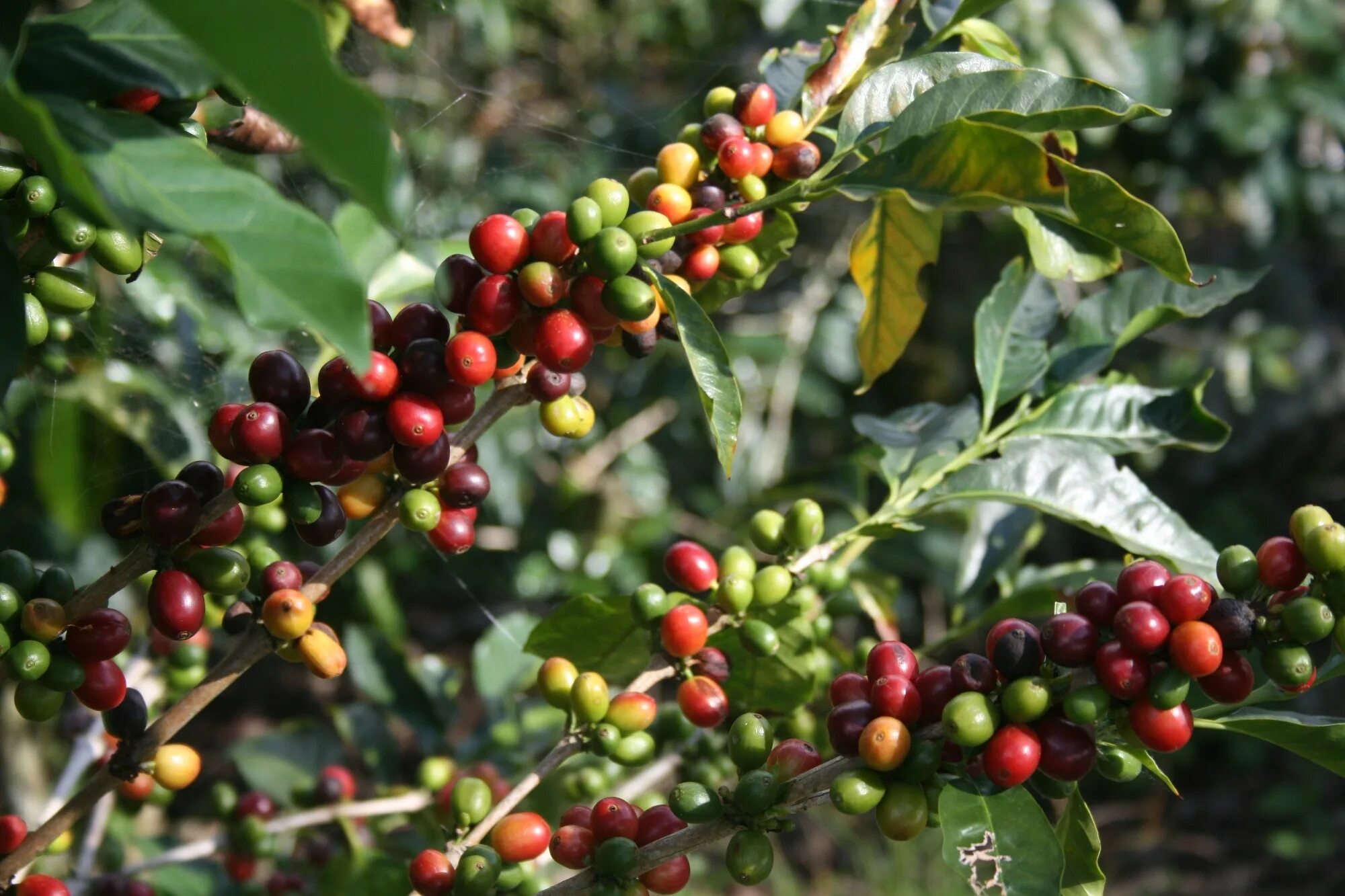 Кофейное дерево бразилия. Coffea Arabica плантации. Индонезия кофейные плантации. Кофе "Plantation Guatemala". Кофе Арабика растение плантация.