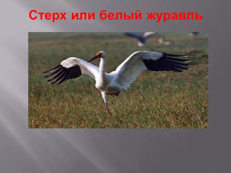 Почему белый журавль занесен в красную. Белый журавль стерх красная книга. белый журавль красная книга. стерх проект. окружающий мир белый журавль.