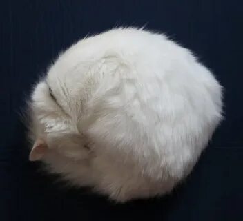 Круглый белый кот