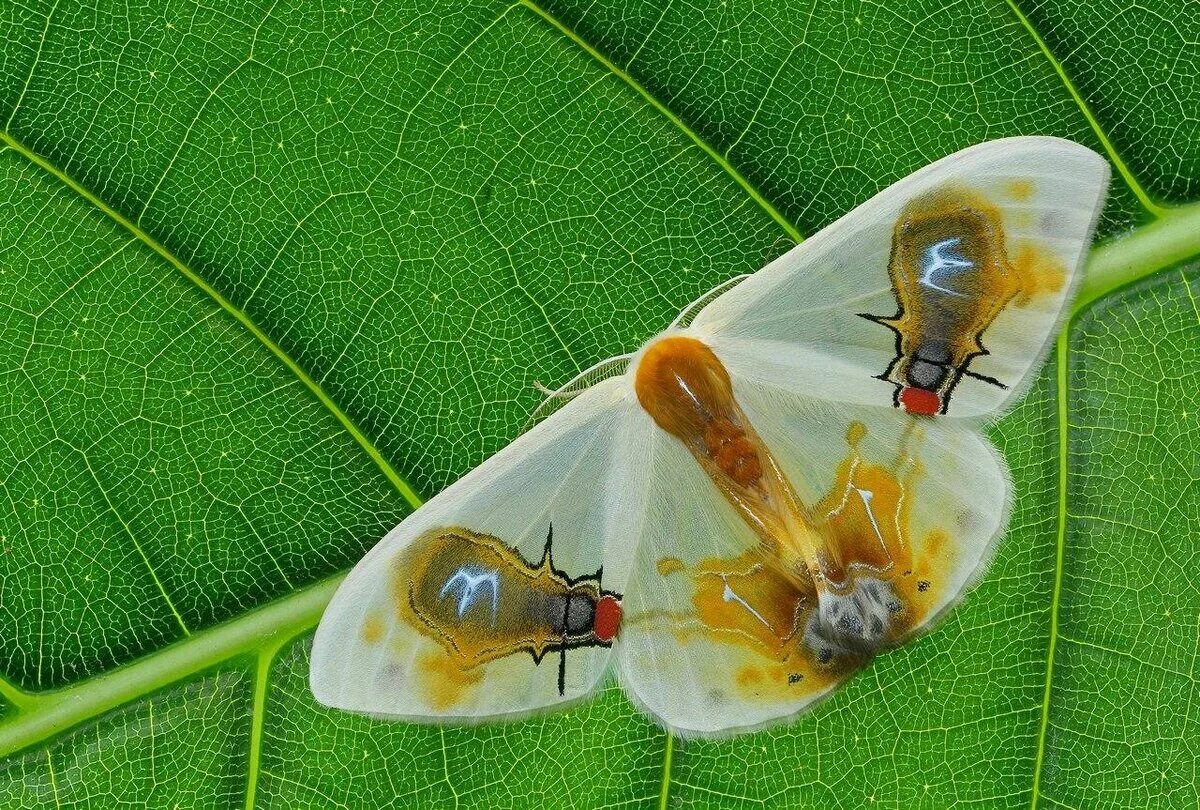 Муха Goniurellia Tridens. Мушка Goniurellia Tridens. Macrocilix Maia мотылек.