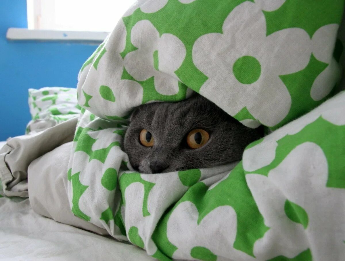 Котик под одеялом. Кот под одеялом. кот в одеяле. кот из под одеяла. глаза из под одеяла.