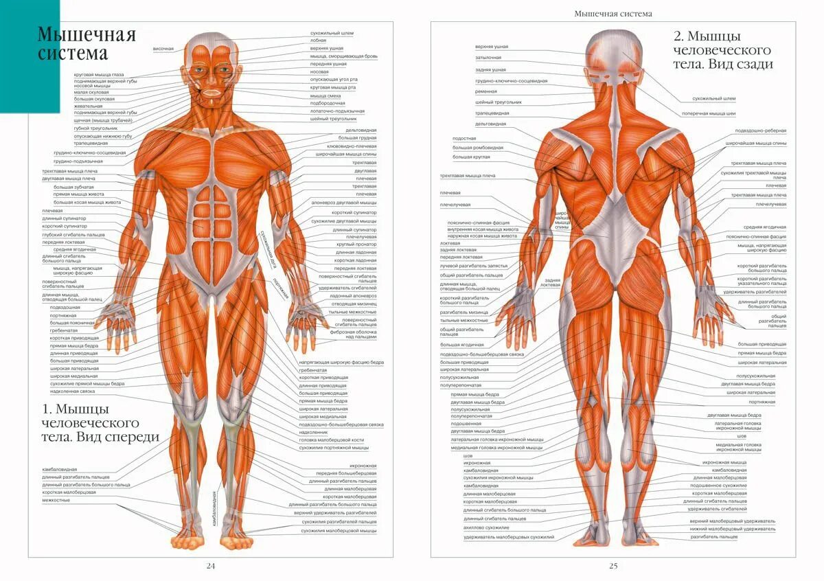 Мышцы орган человека. Анатомический атлас мышц человека. Строение человека мужчины спереди. Схема мышц спереди. Мышцы туловища человека анатомия атлас.