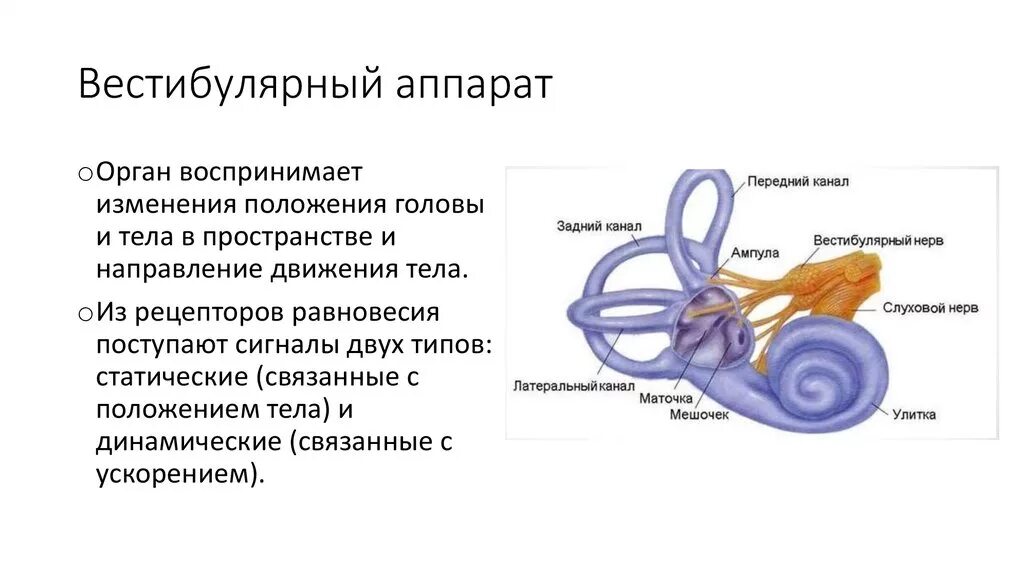 Работа вестибулярного аппарата биология 8 класс. Вестибулярный аппарат орган чувств. Анализатор вестибулярный аппарат таблица. Таблица структура вестибулярного аппарата. Вестибулярный аппарат 8 класс биология.