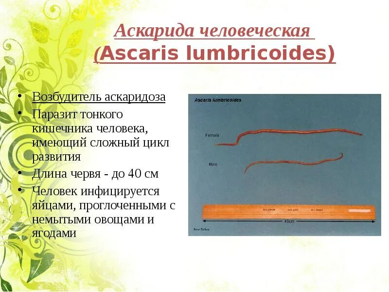 Какой вред могут причинить взрослые аскариды человеку. Аскарида человеческая (Ascaris lumbricoides) – возбудитель аскаридоза. Аскарида классификация. Аскарида человеческая характеристика. Аскаридоз презентация.