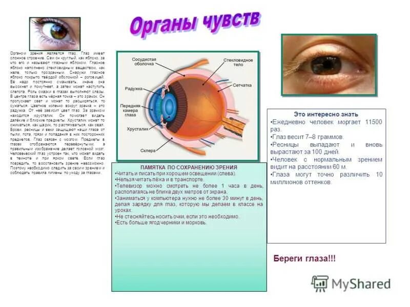 Глаза это орган чувств. Памятка по органам чувств. Органы чувств зрение. Памятка для глаз. Памятка для зрения.