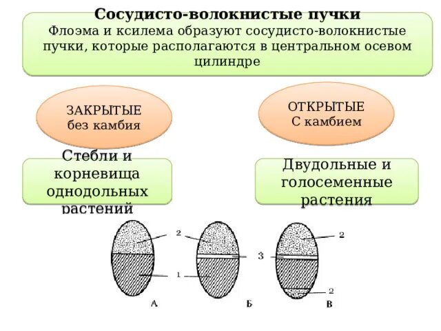 Что такое сосудистые пучки какую функцию они. Сосудисто волокнистые пучки растений таблица. Строение сосудисто волокнистого пучка. Проводящие пучки однодольных и двудольных растений. Классификация сосудисто волокнистого пучка.