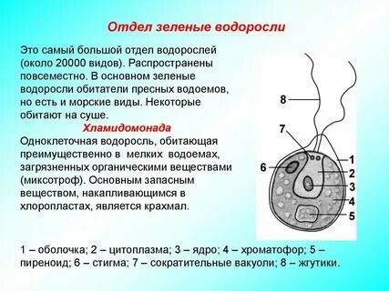 Основное вещество в клетках зеленых водорослей