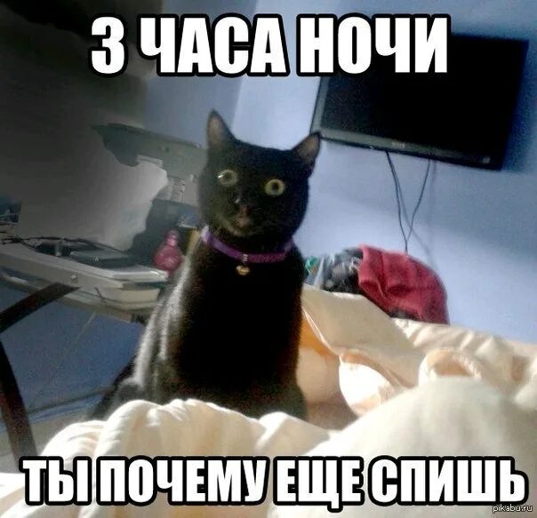 Night meme. Кот ночью Мем. Смешные коты мемы в 3 часа ночи. Ночь и коты смешные. Смешные котики на ночь.