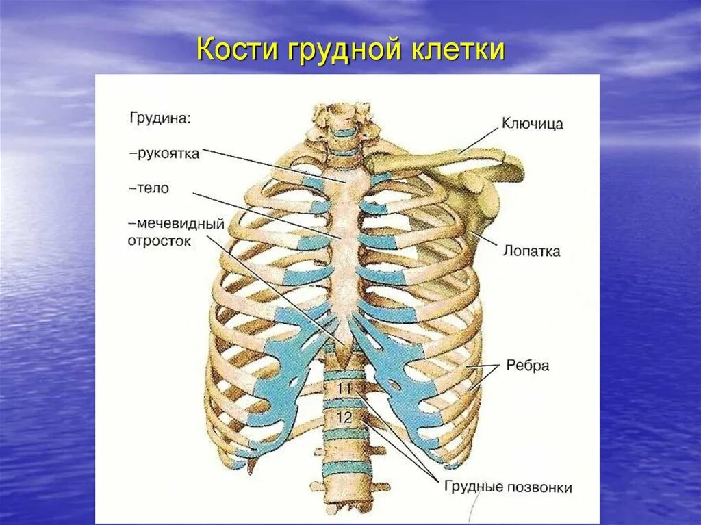 Плотный середина. Кости грудной клетки человека анатомия. Рукоятка грудины мечевидный отросток. Грудная клетка кости скелета. Скелет грудной клетки Грудина.