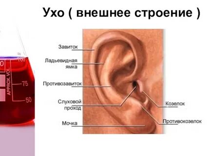 Наружный козелок