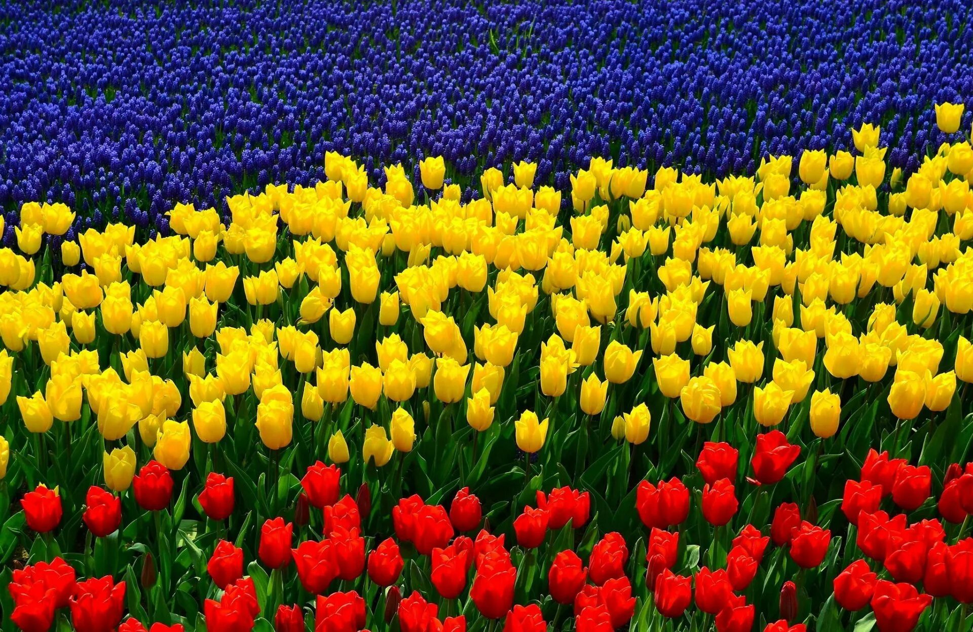 Цветные тюльпаны картинки. Тюльпановое поле в России. Тюльпаны разноцветные. Тюльпаны в природе. Поле желтых тюльпанов.