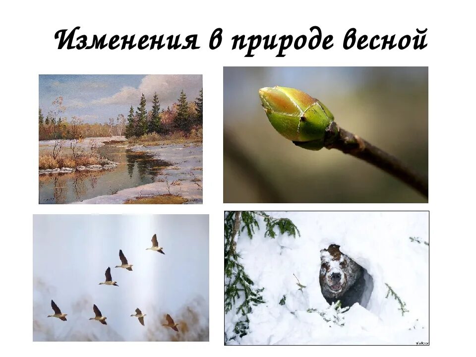 Примеры весенних явлений живой природы 2 класс. Изменения в неживой природе весной. Изменения в живой природе весной.