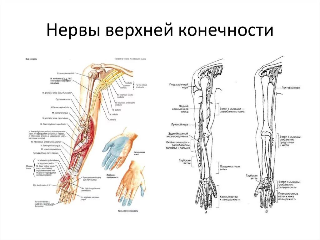 Анатомия верхней конечности. Нервы верхней конечности анатомия. Сводная таблица двигательных нервов верхней конечности. Нервы верхней конечности схема. Анатомия нервов верхней конечности человека.