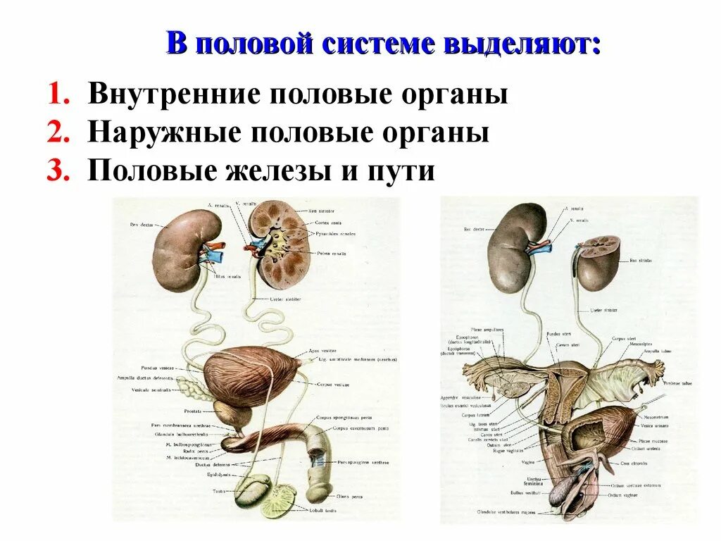 Мужская мочеполовая система строение. Мужская мочевыделительная система схема. Мочеполовая система человека схема. Схема строения мужских внутренних половых органов анатомия.