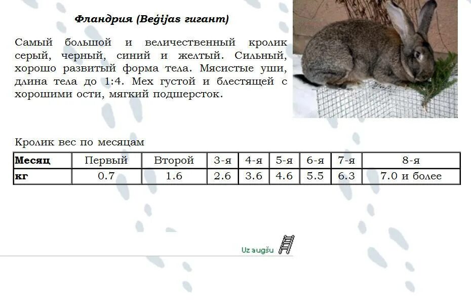 Вес кролика ФЛАНДРВ 4 месяц. Вес кролика великана в 6 месяцев. Таблица веса кроликов разных пород. Ризен кролик вес по месяцам.