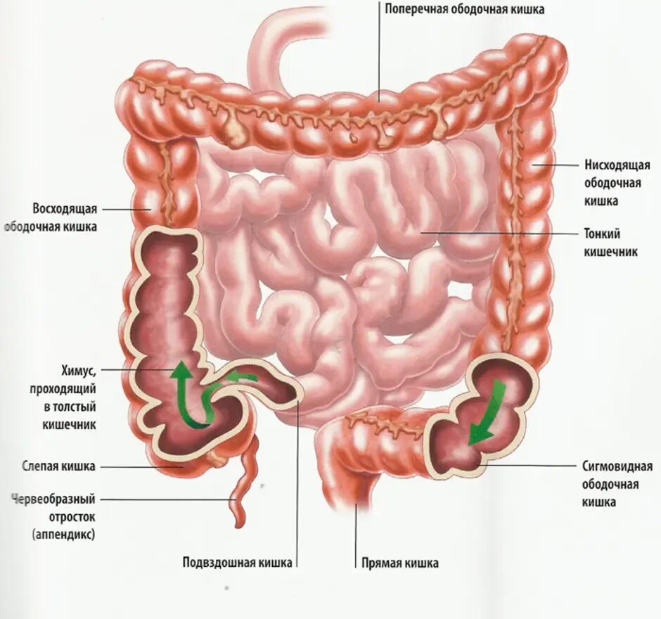 Строение кишечника человека схема. Кишечник человека схема ободочная кишка. Анатомические структуры Толстого кишечника:. Тонкая кишка кишка строение. Ленивый кишечник симптомы и лечение