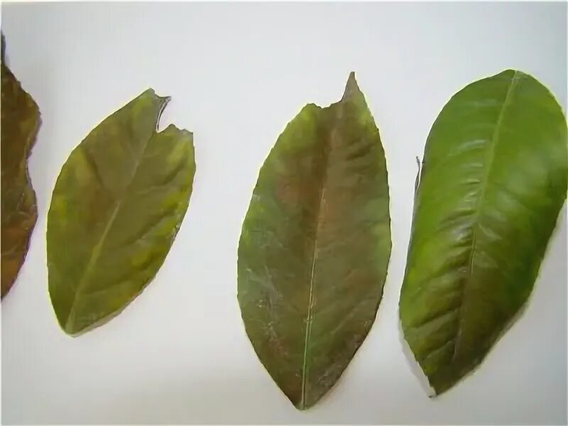 Potassium deficiency in citrus causing leaves to turn golden yellow and bend dow