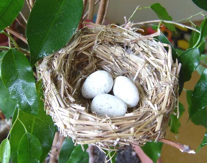 Nest create