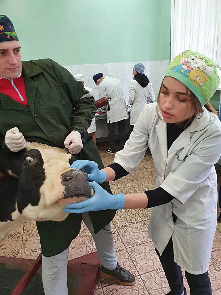 Ветеринарный работник. Краснокутский зооветеринарный техникум. Практика студента ветеринарного факультета. Практика студентов ветеринаров. Студенты ветеринары на практике.
