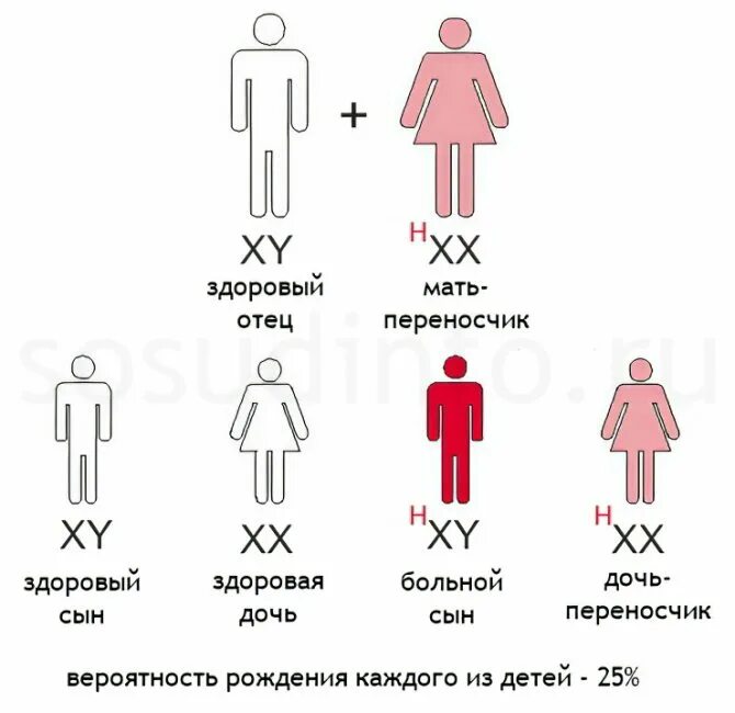 У человека есть пол. Схема наследования гемофилии от родителей. Генетика схема наследования болезни. Механизм наследования гемофилии. Схема передачи гемофилии по наследству.