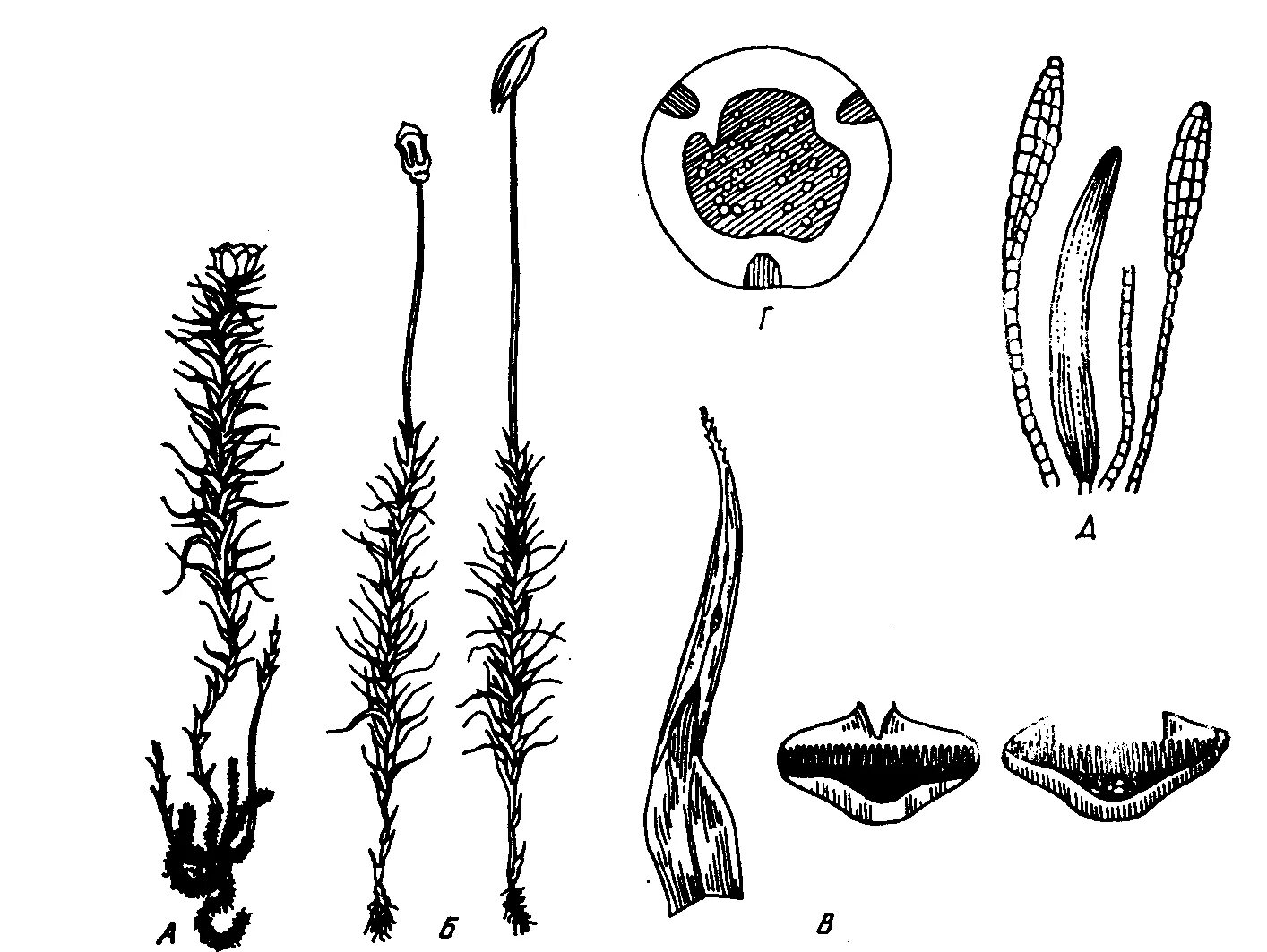 Мхи строение рисунок. Спорогон кукушкиного льна. антеридии кукушкина льна. polytrichum commune строение. антеридий политрихум.