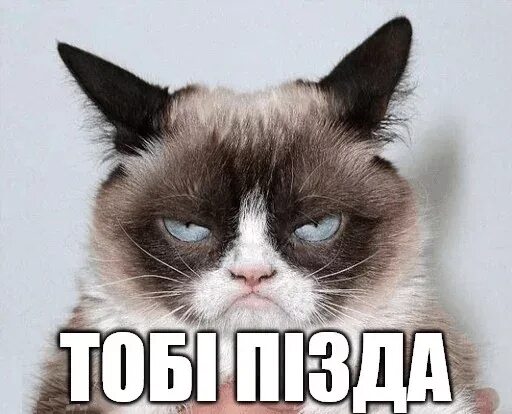 Кот хохол. Украинский кот Мем. Кот украинец стикер. Стикеры хохлы. Кот украинец